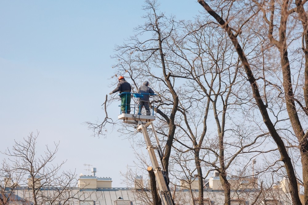 Przycinanie gałęzi drzewa przez pracowników na podnośniku
